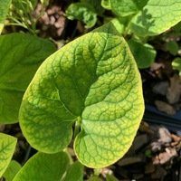 Brunnera macrophylla 'Betty Bowring'